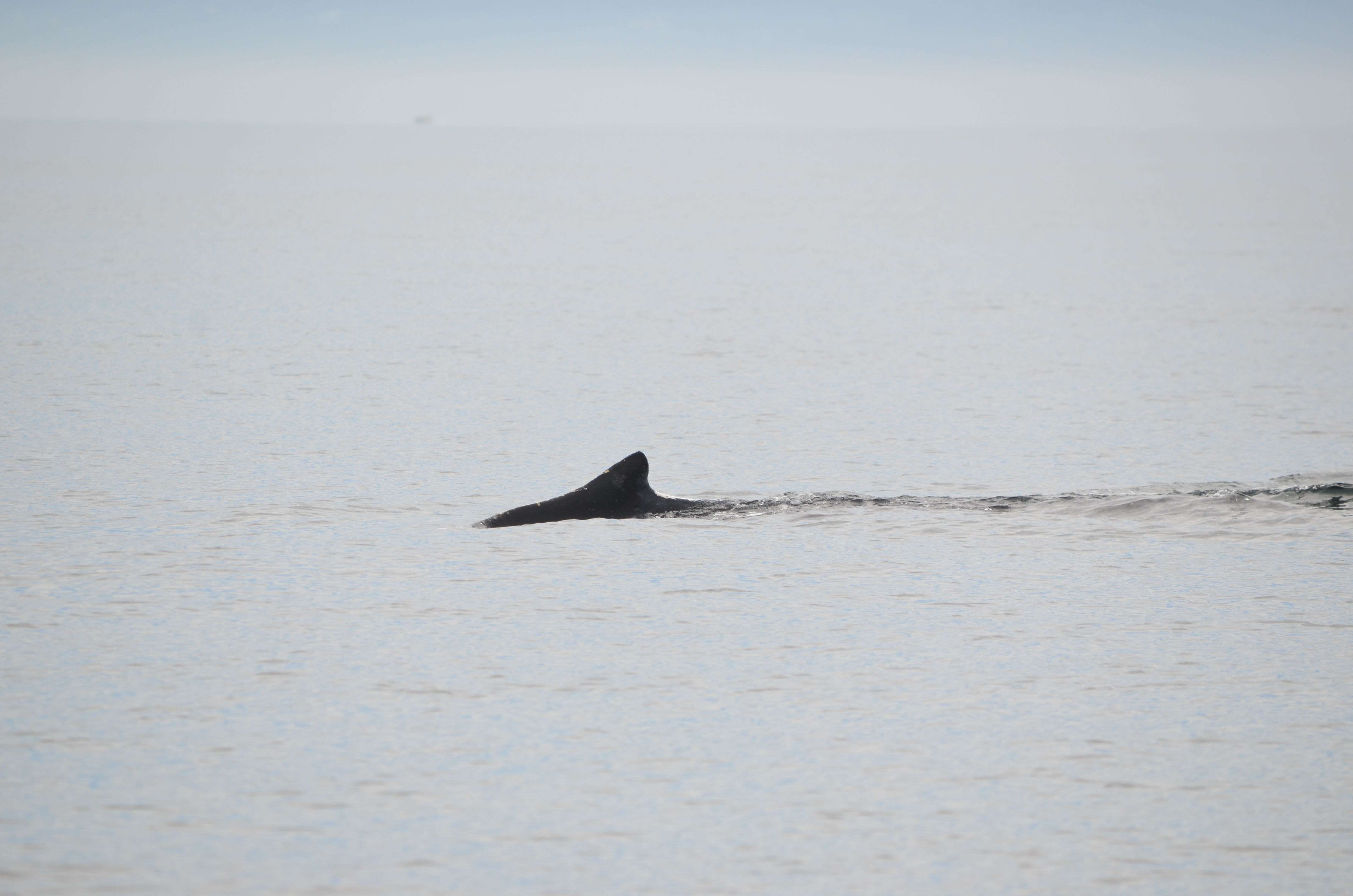 photos/wildlife/Mammal_Species/Humpback Whale/DSC_0034.JPG